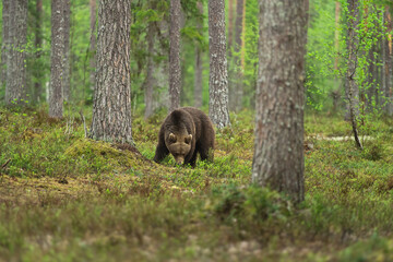ベリーを食べるヒグマ