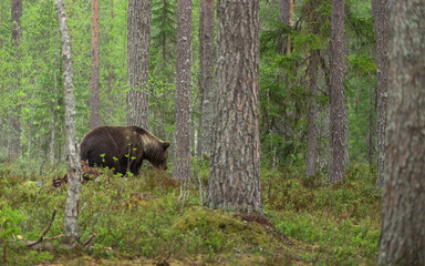 森をいくヒグマ