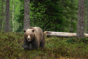 近づいてくるヒグマ