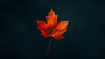Red maple leaves on dark blue background
