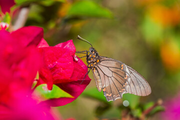 Borboleta Polydamas Swallowtail - Battus polydamas