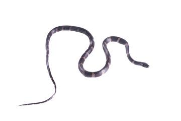 snake without background