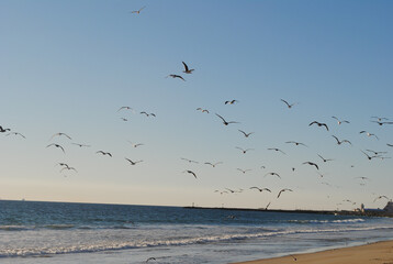 Lots of bird at the beach
