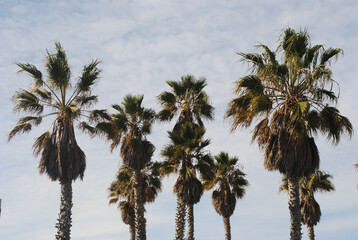 Palm trees