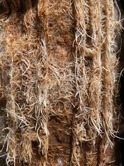 Microgreens, greenhouse, lettuce