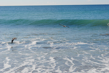 Bird over still ocean water