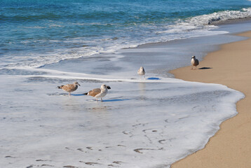 Seagulls in the ocean water