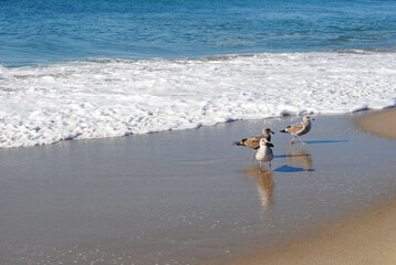 Seafoam and birds on the beach
