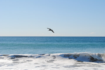 Bird at the ocean