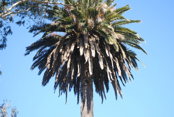 Palm tree