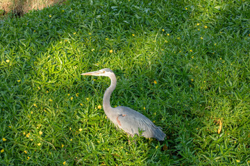 Fototapeta premium The great blue heron (Ardea herodias) in a primrose willow. Arizona.