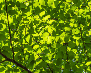 Shades of Green Leaves