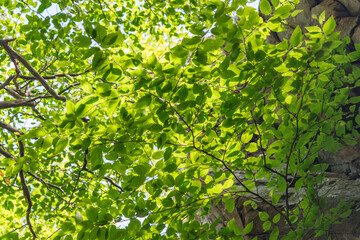 Green Leaf Canopy