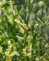 Honey Bee on Blossom