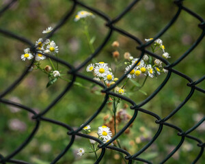 Flowers behind fence
