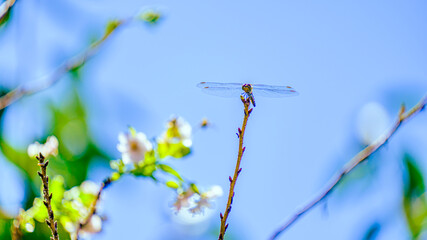 枝にとまったトンボ © S造園