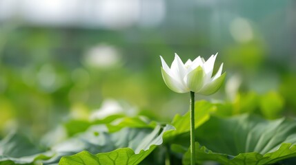 Fototapeta premium A serene white lotus flower stands elegantly among lush green leaves, capturing the essence of peace and beauty in a natural setting.