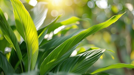 Obraz premium Tropical leaves glistening under the sun in a lush green garden, capturing the essence of a serene and refreshing natural oasis with beautiful foliage.