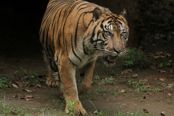 A sumatran tiger walked out of the dark while growling