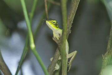 A young chameleon hunts alone on a branch in the morning
