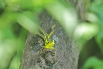 A young chameleon hunts alone in a tree in the morning