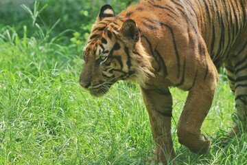 A sumatran tiger walks slowly in the grass in the morning