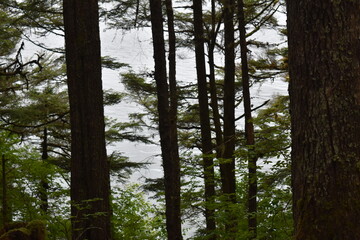 Fototapeta premium Ocean through Trees