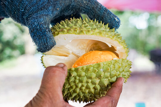 Close up of hand opening a durian.