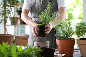 Woman transplanting herb into pot at table, closeup