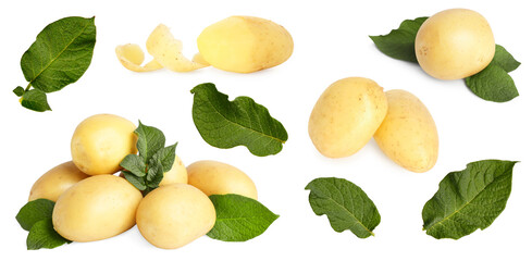 Potatoes and green leaves isolated on white, set