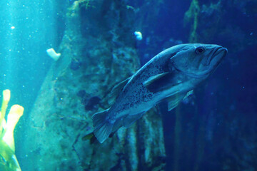 Rockfish swimming in huge tank