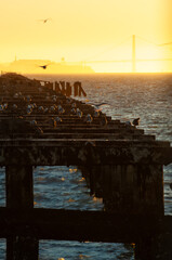 Gulls on Pier at Sunset
