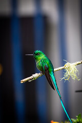 hummingbird on a branch