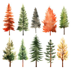 Obraz premium Watercolor pine trees on a white background