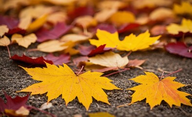 Vibrant Autumn Leaves on the Ground