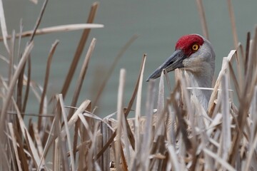 Sandhill Crane hiding