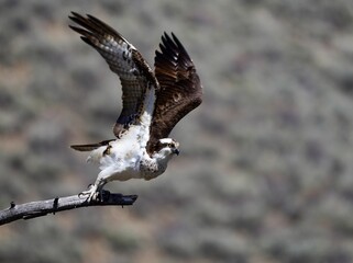 Osprey taking flight