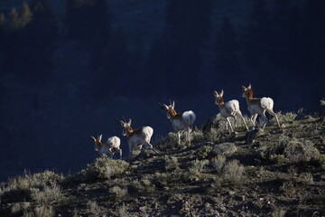 Antelope herd in Yellowstone 