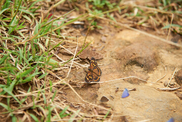 Theona checkerspot, Chlosyne theona, butterfly opens while perched on the ground revealing the upperside of the wings with its characteristic design in yellow, orange and black.