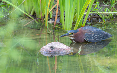 Green heron standing in a shallow lake with bright green plants in the background, the scene reflected in the water.