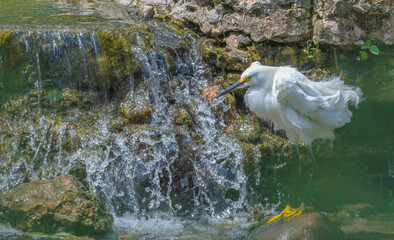 Closeup of a snowy egret ruffling its feathers as it perches on a stone by a small waterfall.