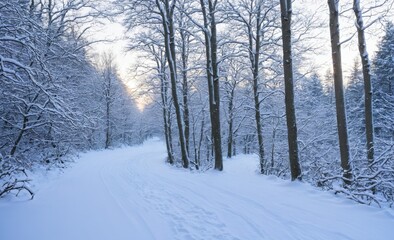 Fototapeta premium Snow-Covered Forest Path in Winter