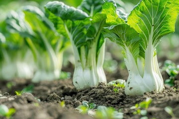 Obraz premium Bok Choy farm