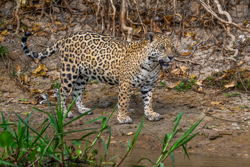 Jaguar Jungle prowler, on the b anks of the Cuaiaba River in the Pantanal