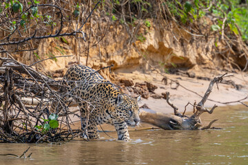 Jaguar starting a hunt  along a river in the Pantanal