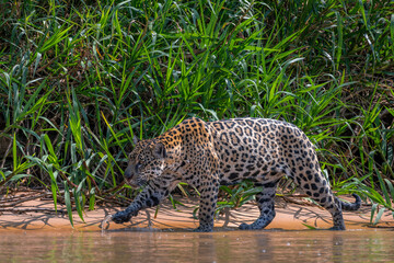 Jaguar prowling the Cuiaba River in the Pantanal
