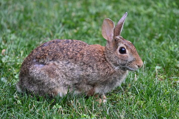 gray hare in the bushes,