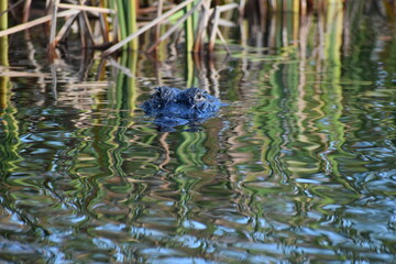 alligator in the water