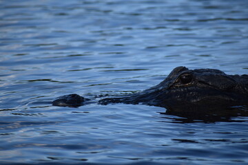 alligator in the water