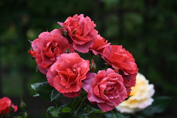 beautiful roses and flowers in the park
